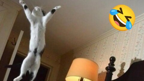Purr-fectly Hilarious: Cats and Dogs Bring the Comedy Show!