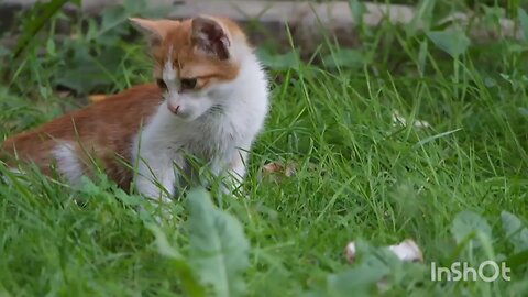 cat lover