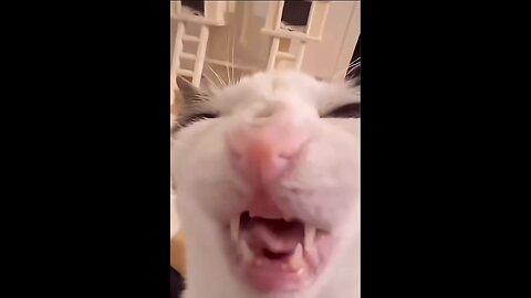 Cheerful cats!