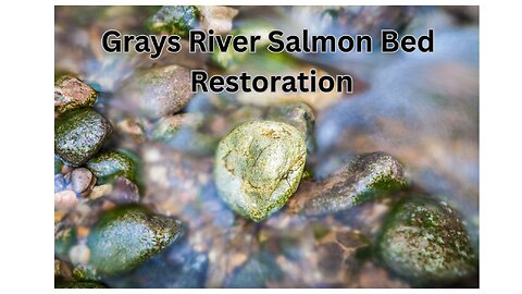 Grays River Salmon Bed Restoration
