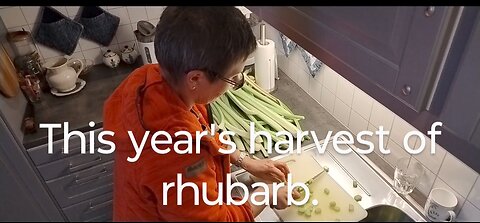 This year's Harvest of Rhubarb.