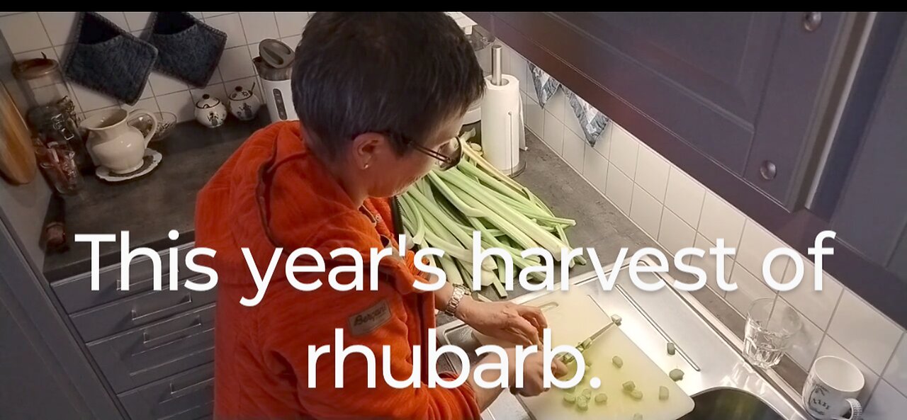 This year's Harvest of Rhubarb.
