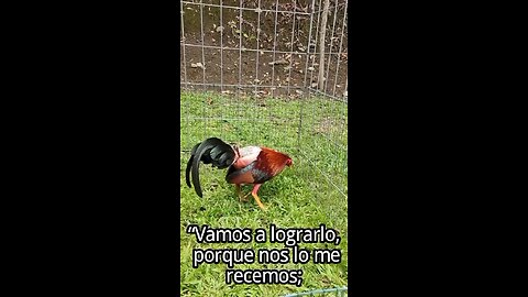 gallos que