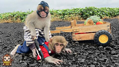 Monkey baby YiYi is robbed of vegetables by a stranger