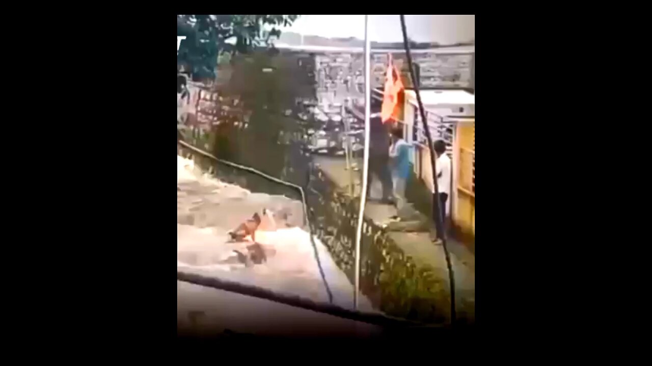 Look, some people are ready to help a dog 🐶😮