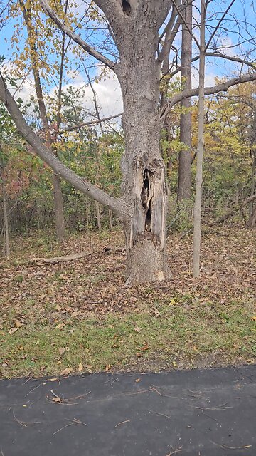 A Good Halloween Tree