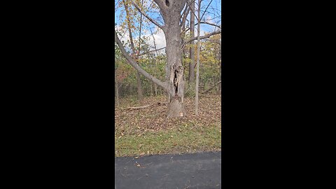 A Good Halloween Tree