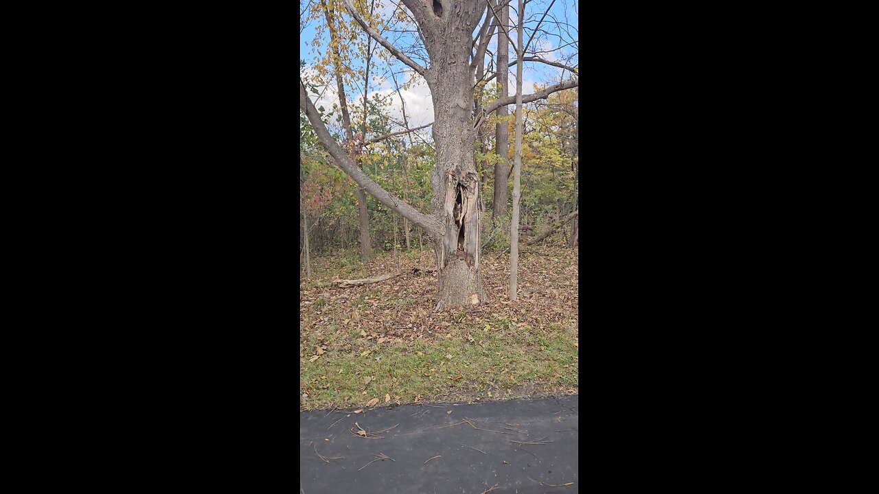 A Good Halloween Tree