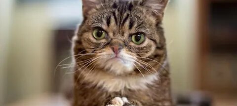 9. Daily Dose of Pet Comedy