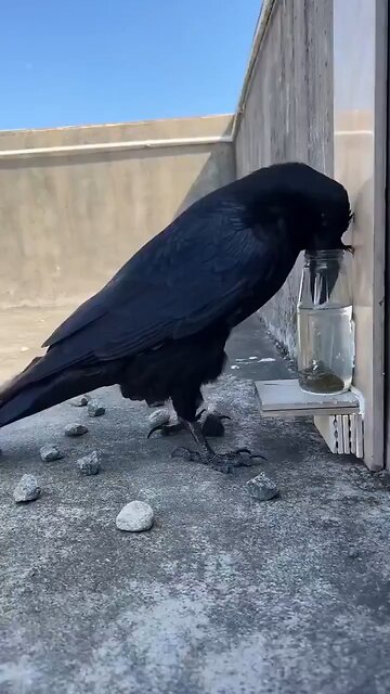 Thirsty Crow - in reality