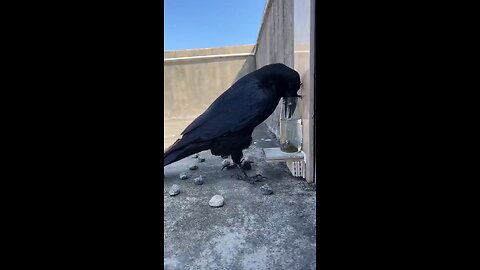 Thirsty Crow - in reality