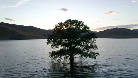 A Lone Tree in the Heart of a Serene Lake | Nature's Hidden Gem