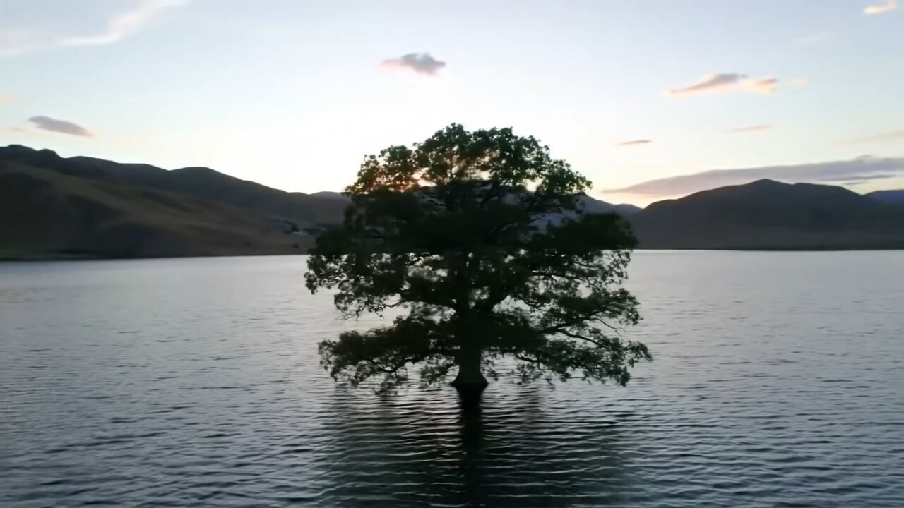 A Lone Tree in the Heart of a Serene Lake | Nature's Hidden Gem
