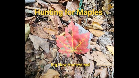 Hunting for Maples