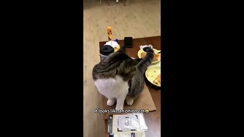 Cat Fun Vedio 1