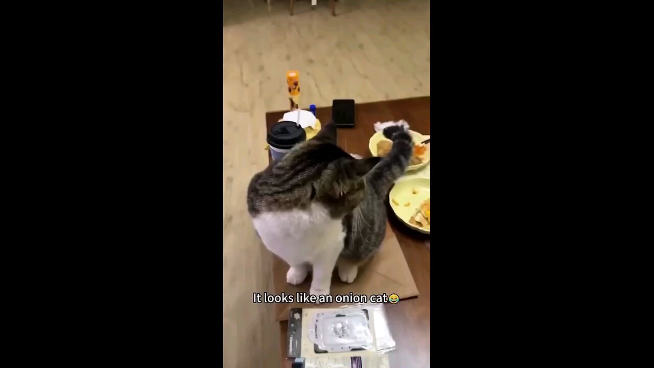Cat Fun Vedio 1