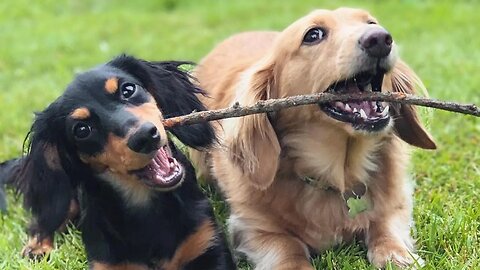 Sausage dogs playful time Videos, finding new friends ,playful dachshund life