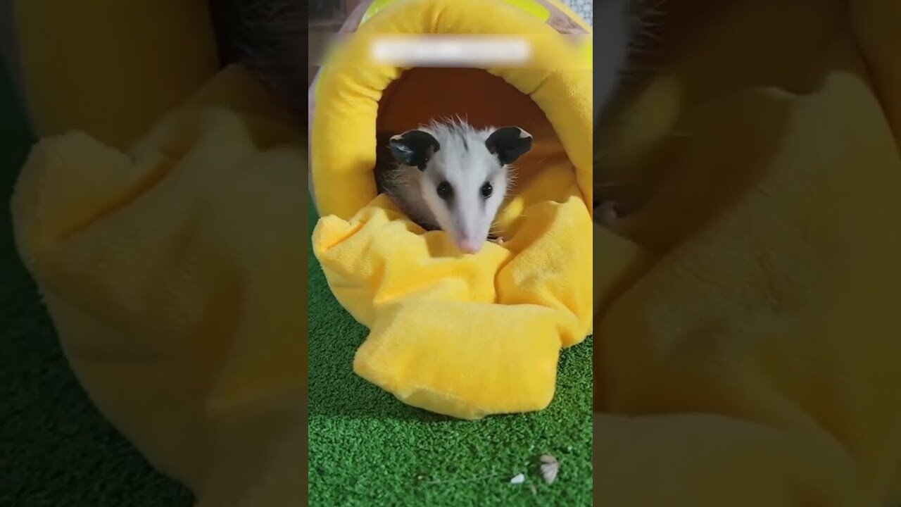 Oposum came to the peoples house to ask for help