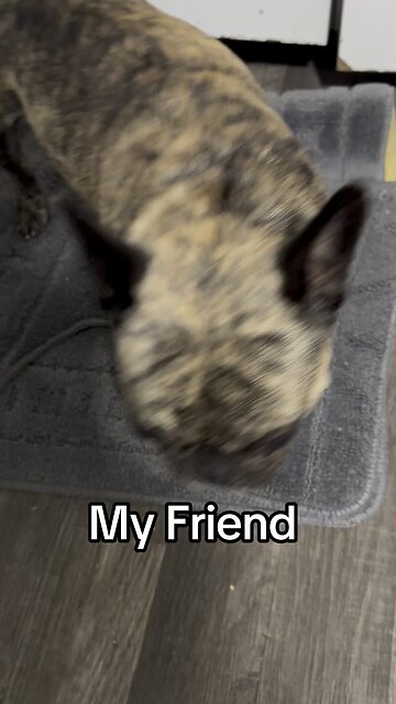 French bulldog my friend