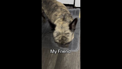 French bulldog my friend