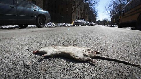 New Reason To Skip Seattle: Government Says Just Flush The Rats Climbing Your Toilet