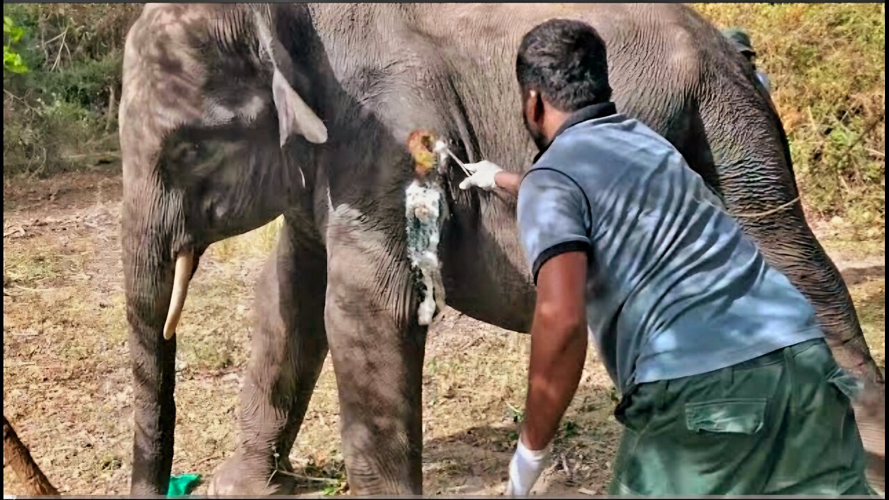 Risky elephant treatment 😮😮