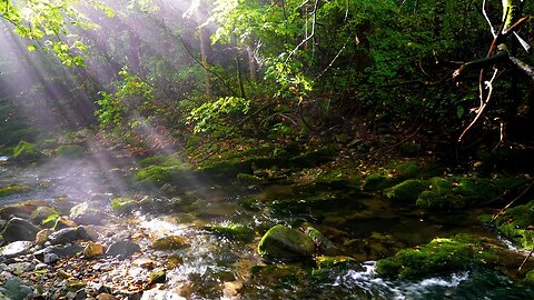 Peaceful Forest Views, Gentle Birdsong & Flowing Stream Ambience