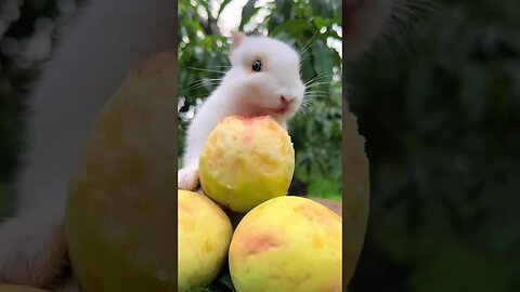 Little rabbit eating peaches in Taoyuan Cute pet debut plan Rabbit Rural cute pet