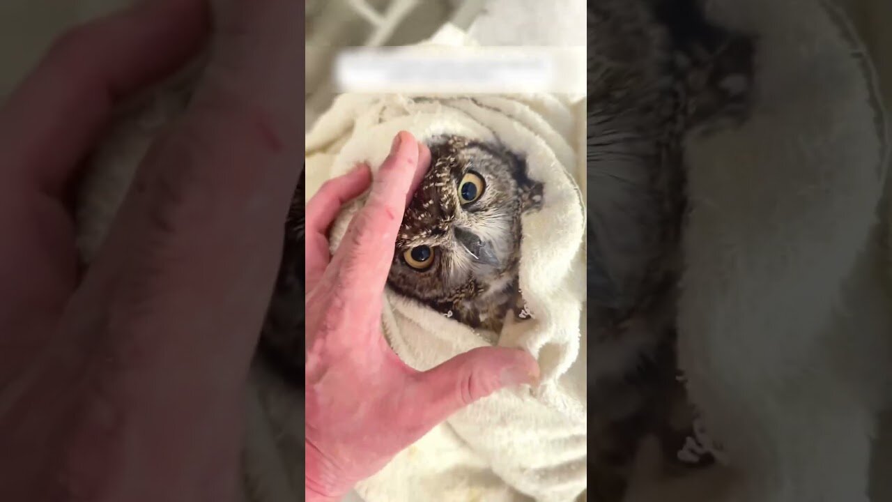 The girl came to feed the horse and found