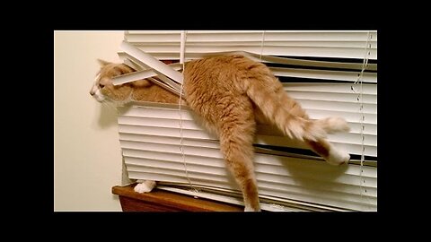 Cats, the funniest pets that make us laugh - Funny cat & kitten compilation