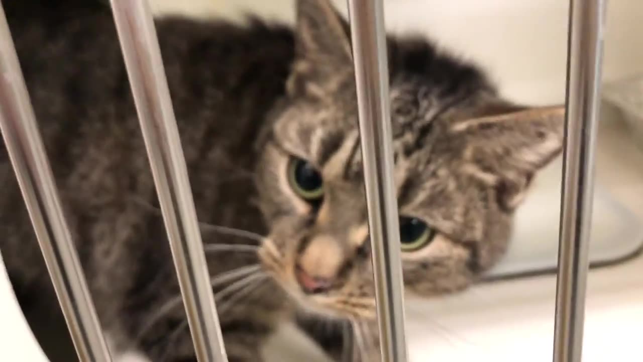 December 28, 2018 - Meeting Belle Bells The Cat