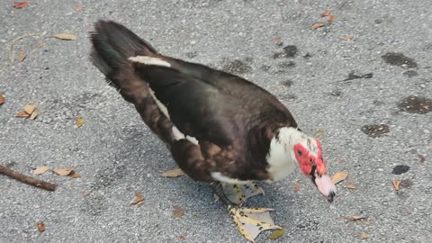 Friendly duck was following me @ Sewell park, Miami, Florida, USA - 07/05/2025 #miami