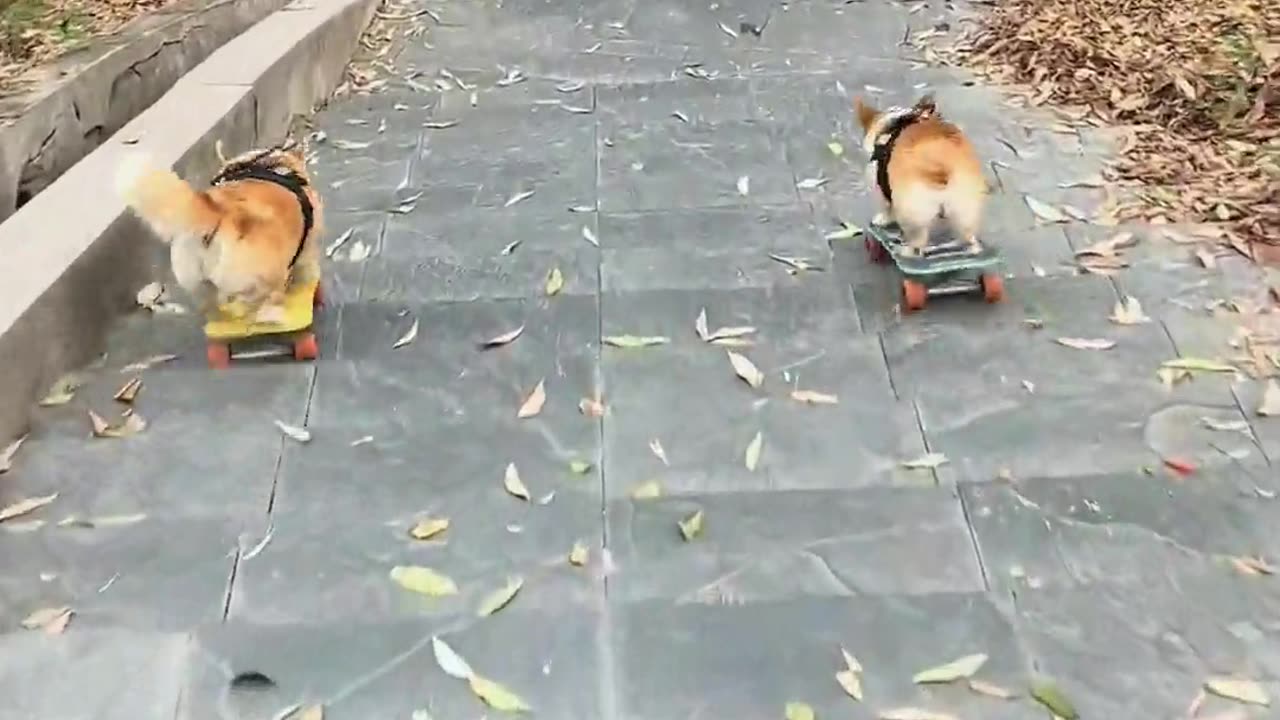Two dogs skateboarding down the hill together