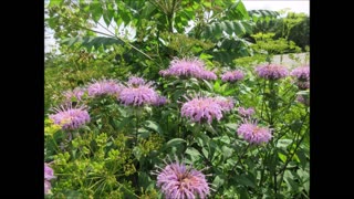Floral Harmony Bee Balm July 2024