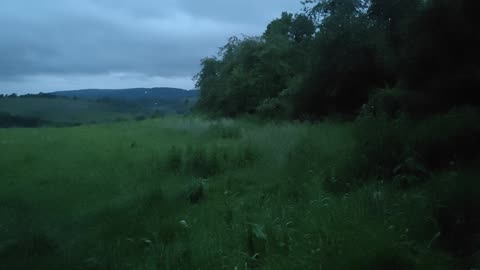 Relax with Crickets – Nature Sounds Only for Sleep & Calm