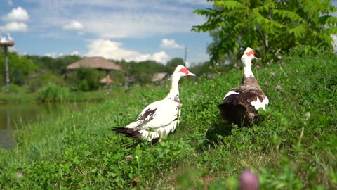 Ducks, birds, couple