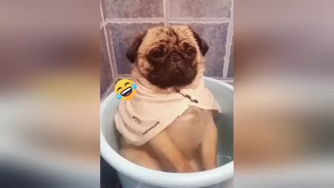 funny animal video🤣😁🤣😁🤣