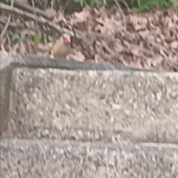 Female northern cardinal