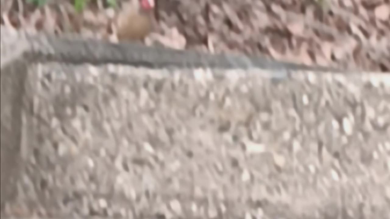 Female northern cardinal