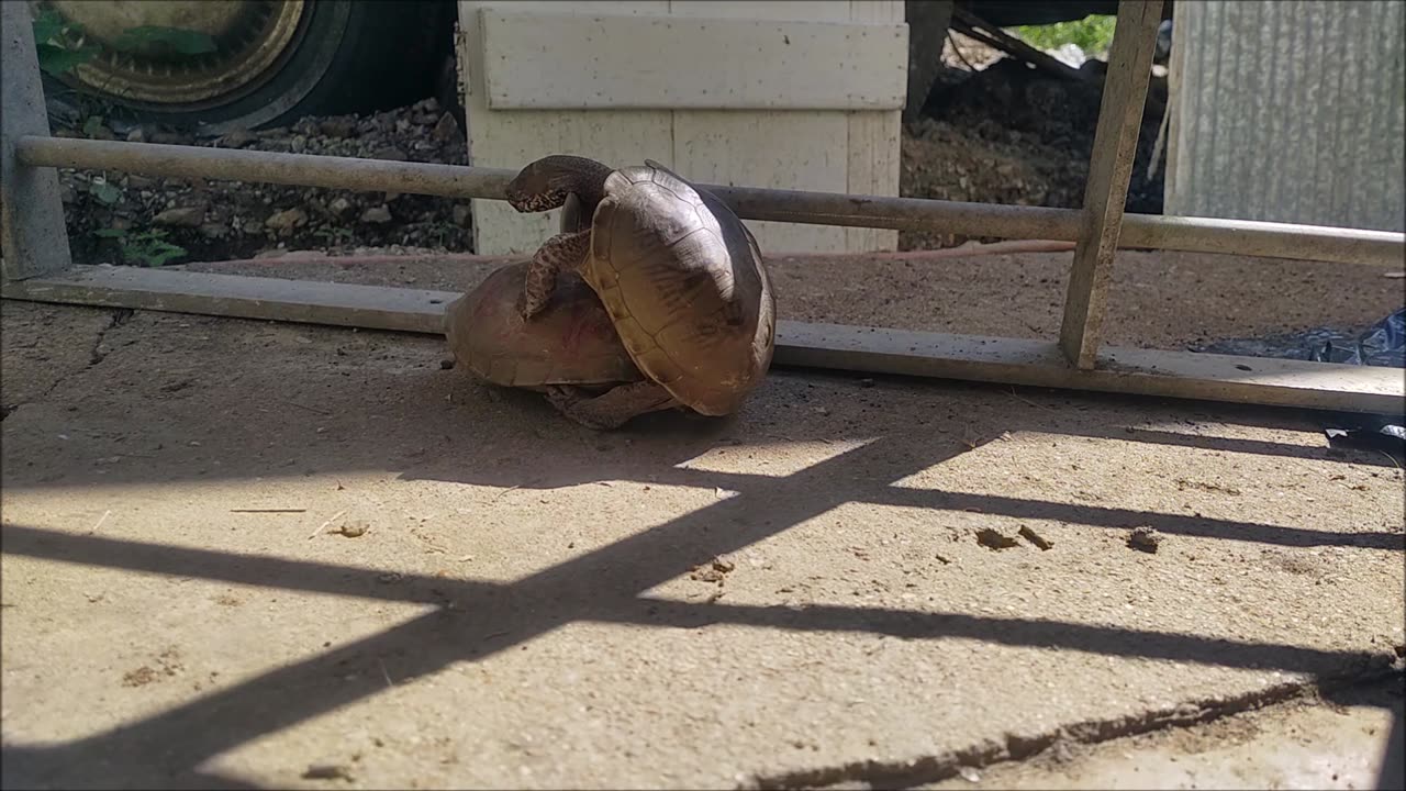 Turtle doing turtle things