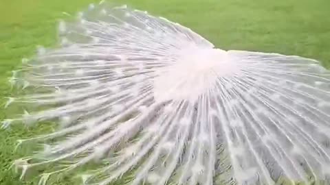 Beautiful white peacock 🤍🦚
