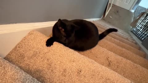 Kikko Excited About New Apartment Stairs