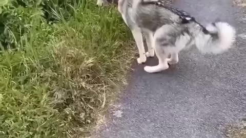 Dogs with unique minds:Huskies🤣🤣#dog #doglover #funny #funnyvideo #fyp #usa