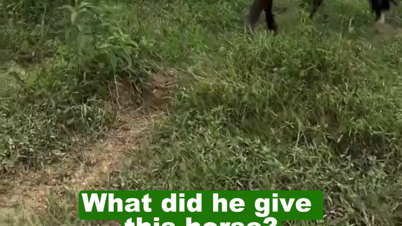 Turbo Horse! What did this guy give him? 😱🐎💨 #shortsvideo #shorts #short #shortvideo #viralvideo