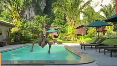 Funny video