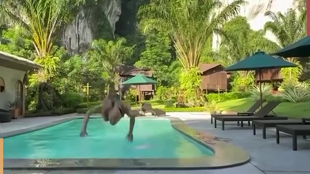 Funny video