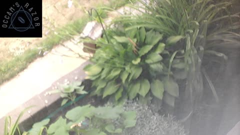 Butch the Sunflower