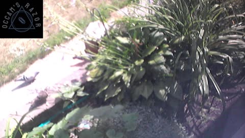 Butch the Sunflower