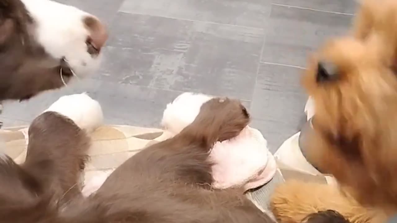 😂🐶 Wait For The Hilarious Puppy Pre-Bath Derps! | FunFM