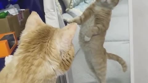 If you are watching this video, know that God has made you the guardian angel of a hungry cat💝